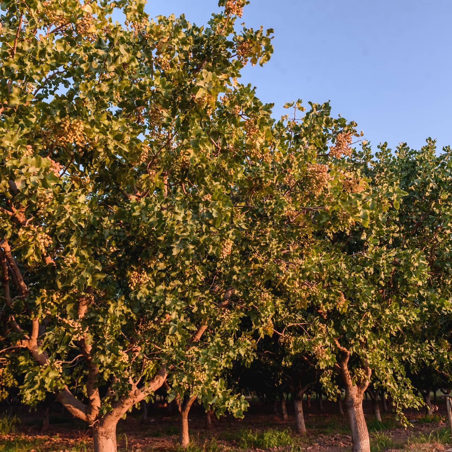 Árboles de pistacho en la finca a la luz dorada