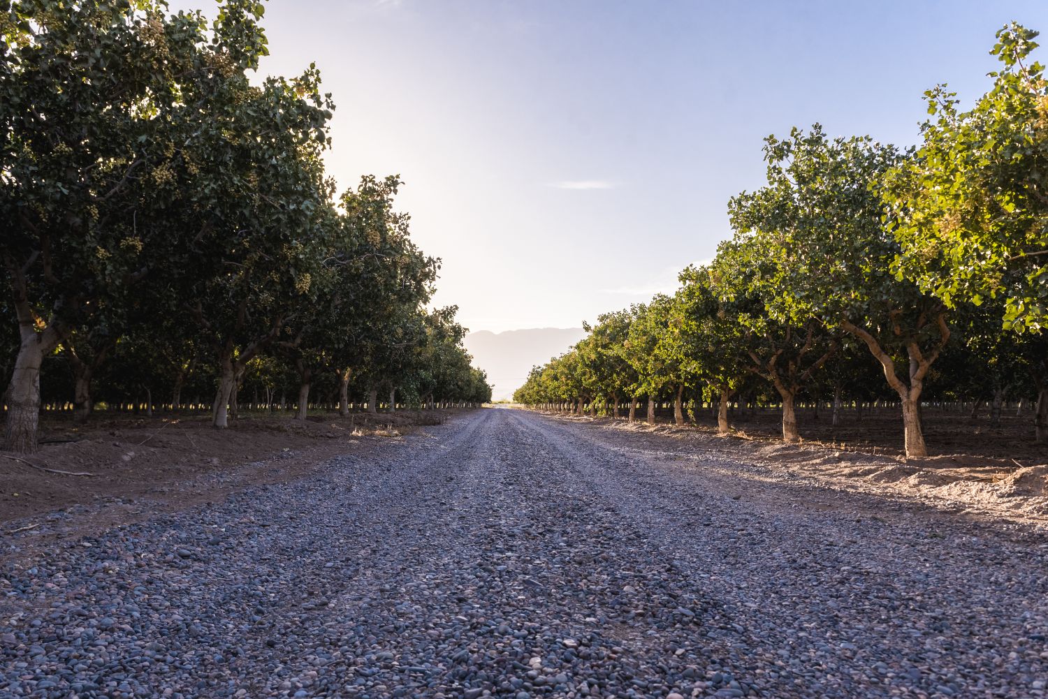 Camino entre filas de pistacho en la finca, con profundidad hacia el horizonte