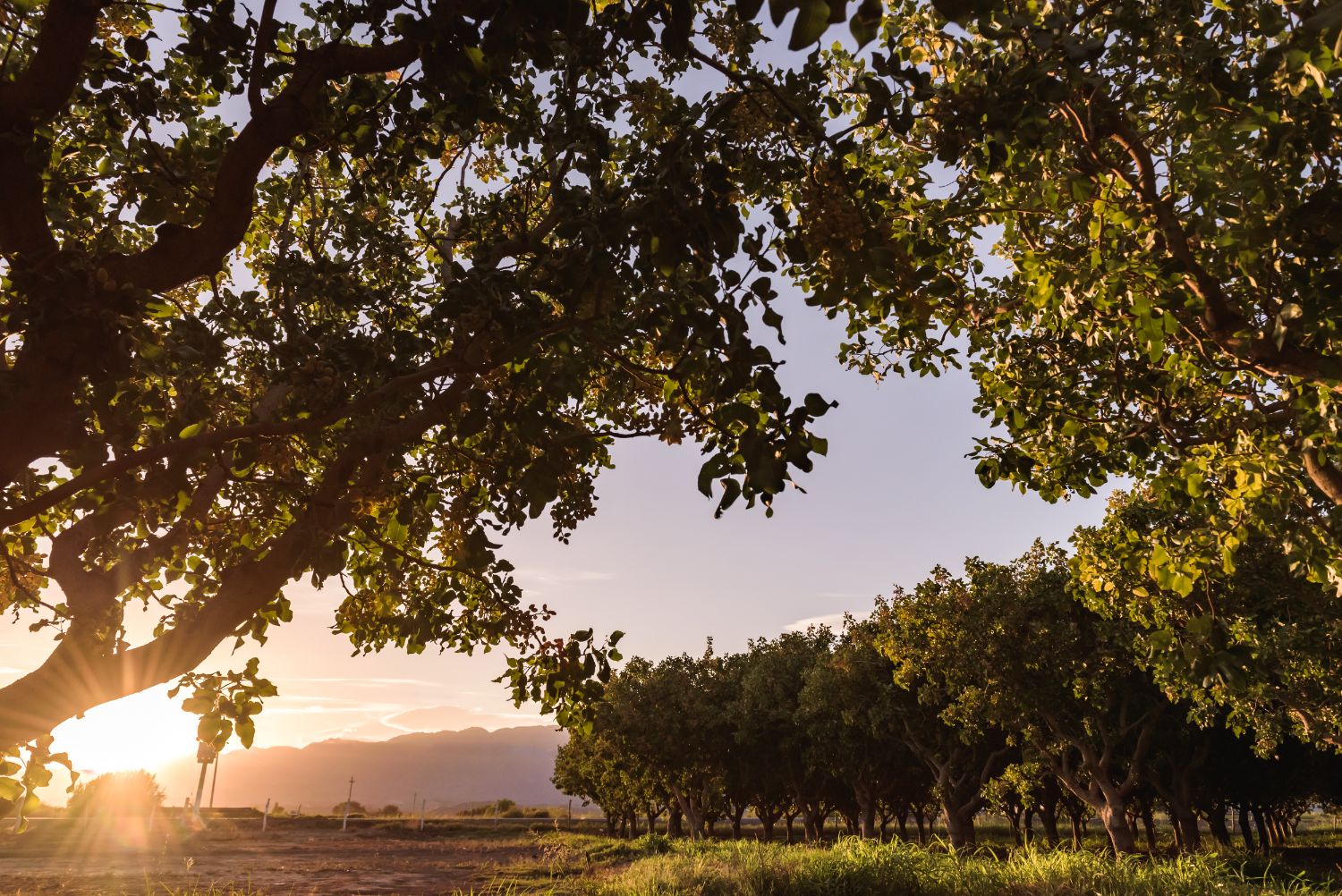 Finca de pistacho a la luz dorada del atardecer