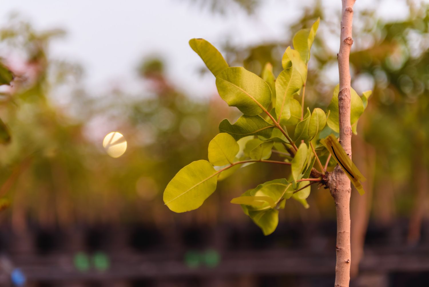 Detalle de plantín injertado de pistacho en vivero