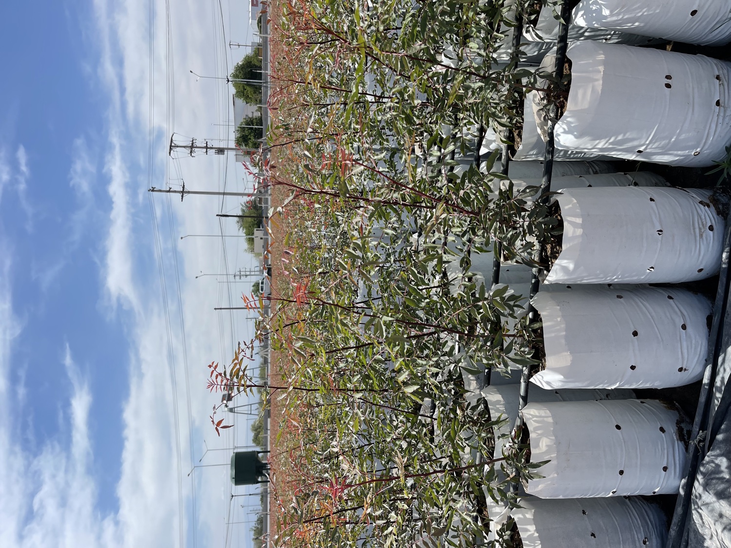 Filas de plantines de pistacho en el vivero productivo