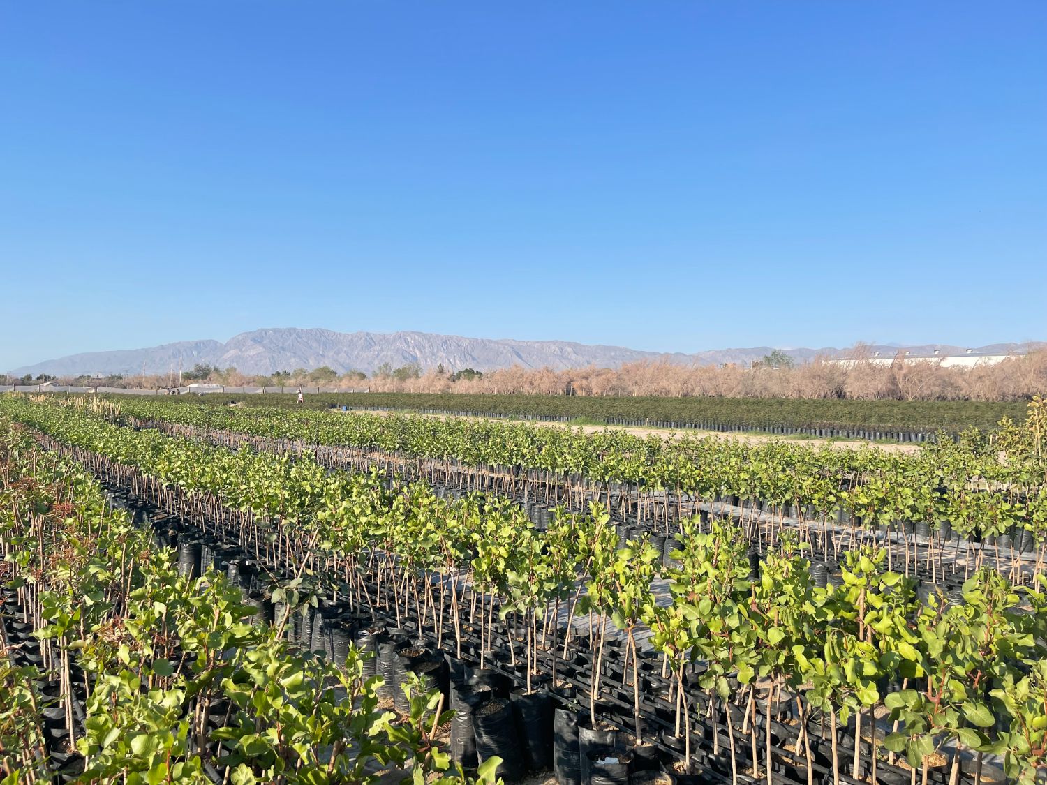 Vista amplia del vivero productivo de pistacho