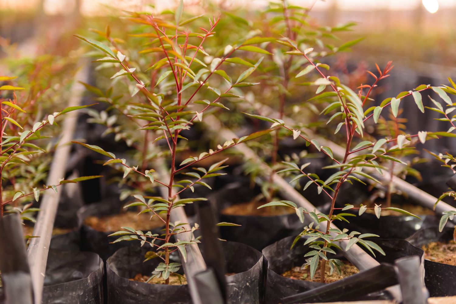Plantines jóvenes de pistacho injertados en el vivero, con sus brotes